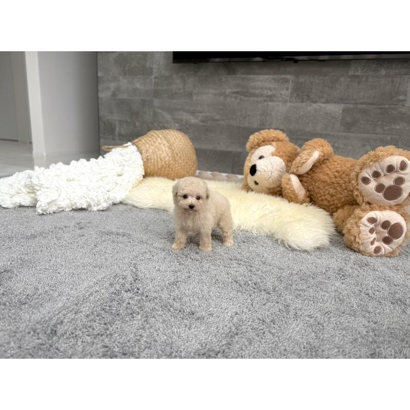 販売中の滋賀県のティーカッププードル-449714の4枚目