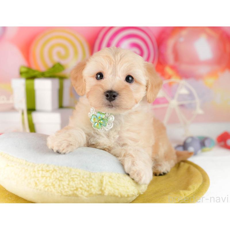 販売中の東京都のマルプー:マルチーズ×トイプードル-449877の4枚目