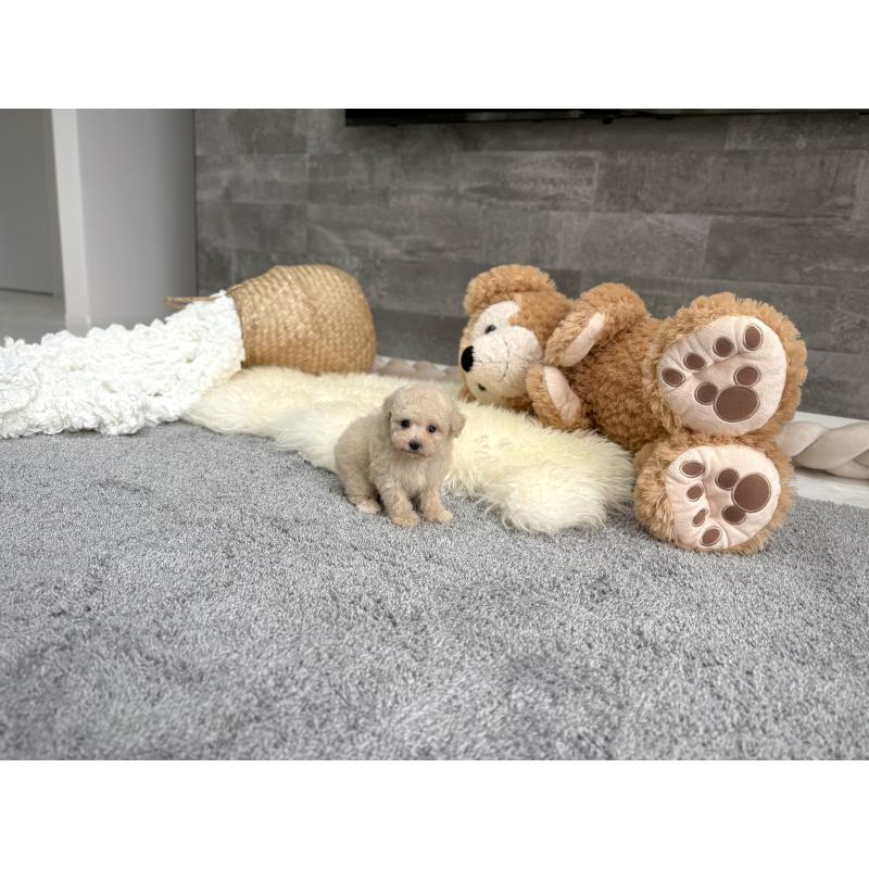 販売中の滋賀県のティーカッププードル-449714の3枚目