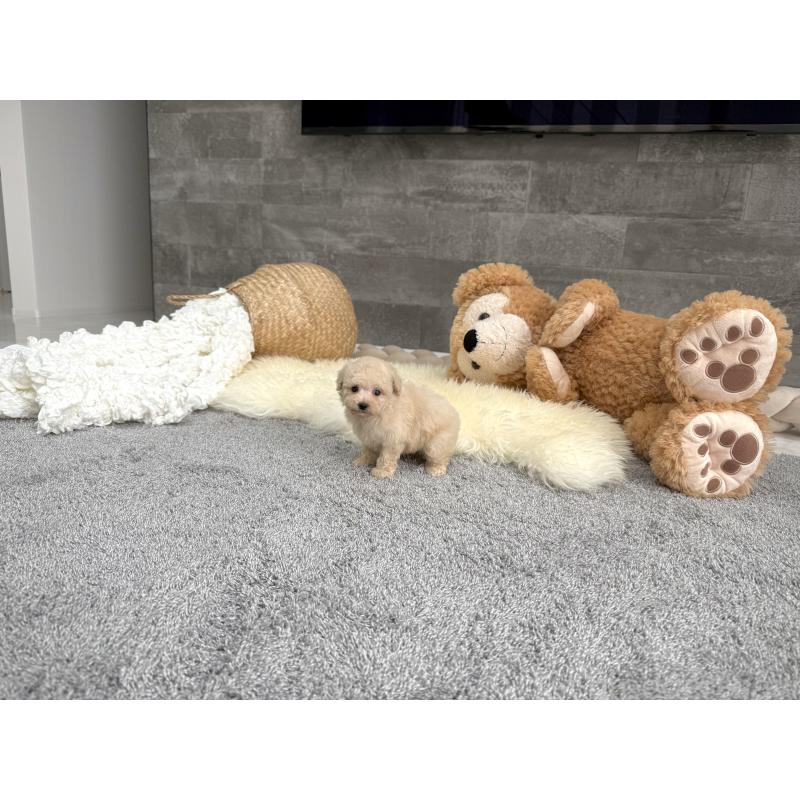 販売中の滋賀県のティーカッププードル-449714の2枚目