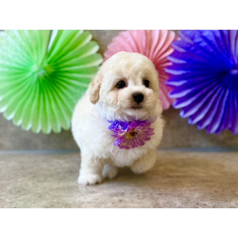 販売中の大阪府のトイプードル-449876の9枚目