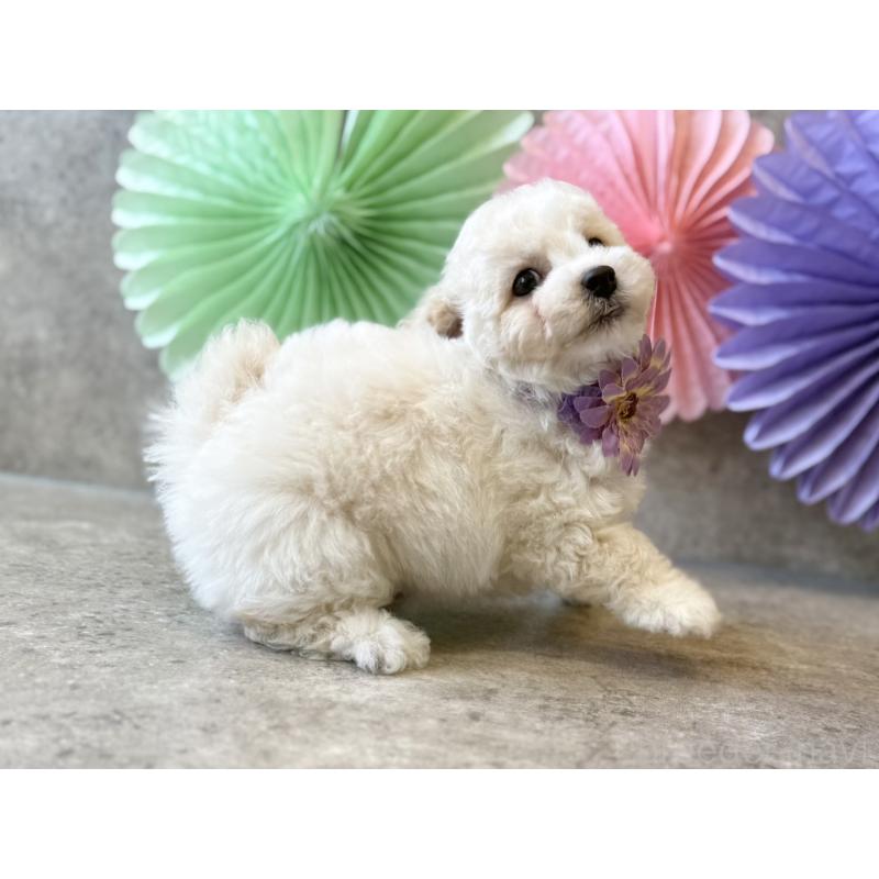 販売中の大阪府のトイプードル-449876の8枚目