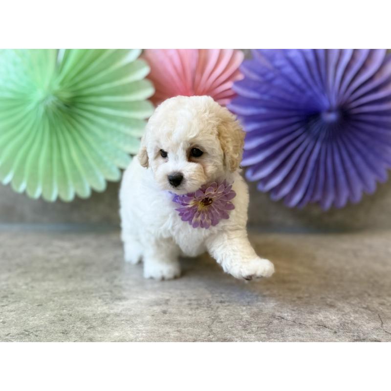 販売中の大阪府のトイプードル-449876の6枚目