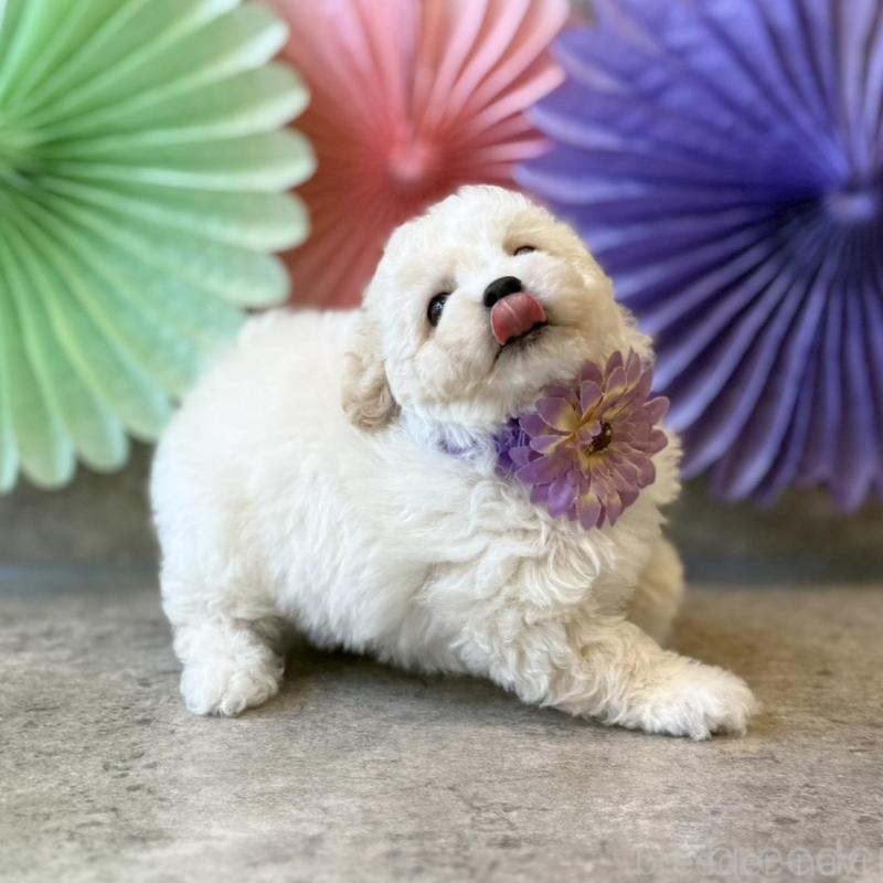 販売中の大阪府のトイプードル-449876の5枚目