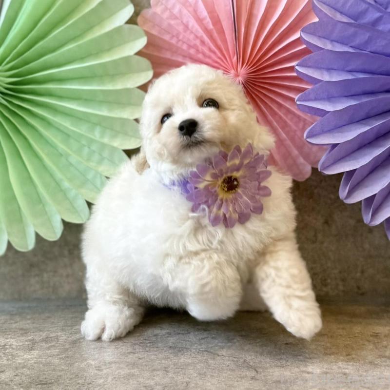 販売中の大阪府のトイプードル-449876の3枚目