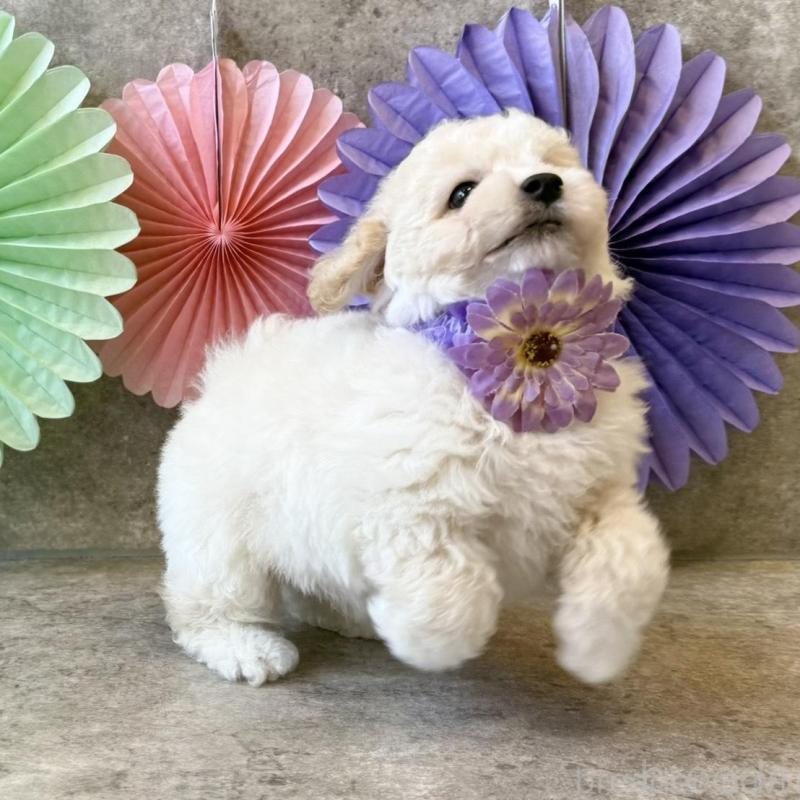 販売中の大阪府のトイプードル-449876の2枚目