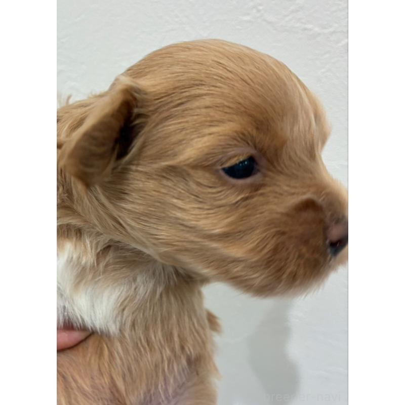 販売中の愛媛県のマルプー:マルチーズ×トイプードル-449878の4枚目