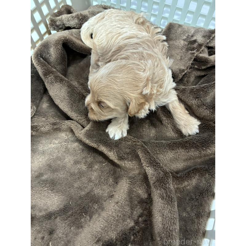 販売中の愛媛県のマルプー:マルチーズ×トイプードル-449878の3枚目