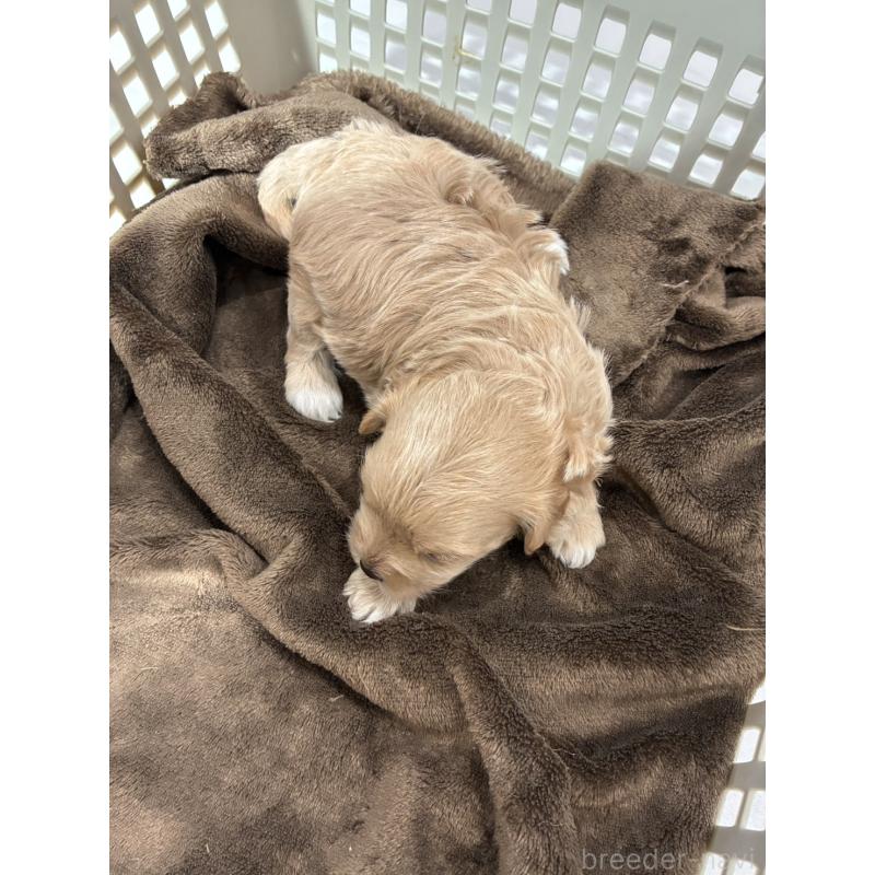 販売中の愛媛県のマルプー:マルチーズ×トイプードル-449878の2枚目