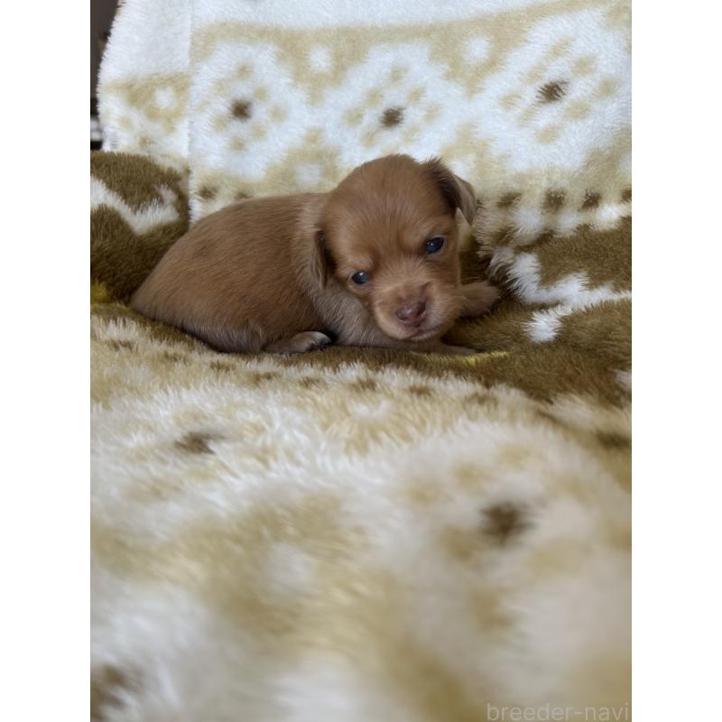 販売中の愛知県のチワックス:チワワ×ミニチュアダックスフンド-449880の1枚目