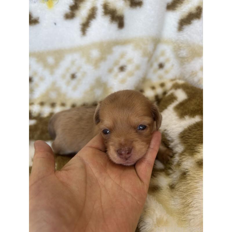 販売中の愛知県のチワックス:チワワ×ミニチュアダックスフンド-449880の4枚目