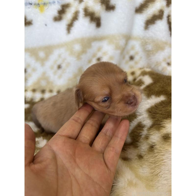 販売中の愛知県のチワックス:チワワ×ミニチュアダックスフンド-449880の3枚目