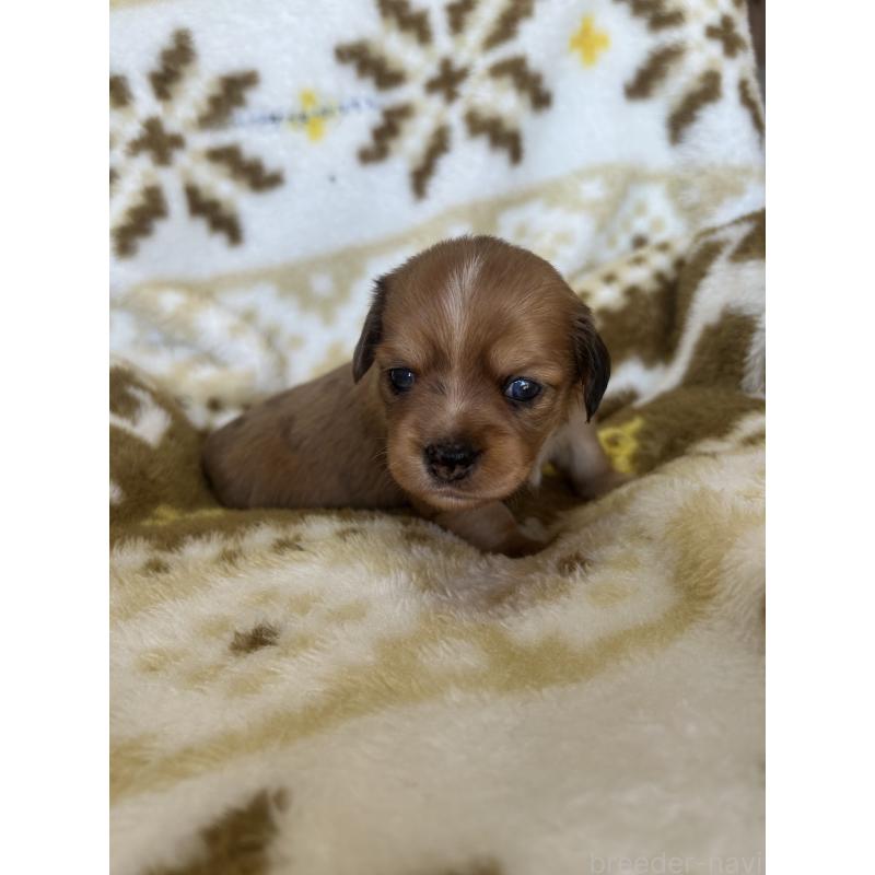 販売中の愛知県のチワックス:チワワ×ミニチュアダックスフンド-449882