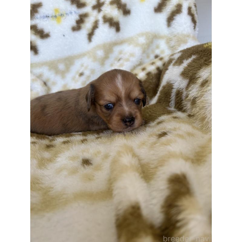 販売中の愛知県のチワックス:チワワ×ミニチュアダックスフンド-449882の4枚目