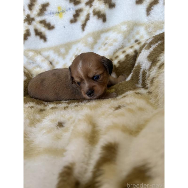 販売中の愛知県のチワックス:チワワ×ミニチュアダックスフンド-449882の3枚目