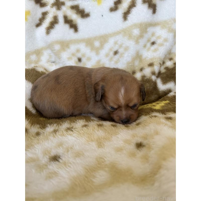 販売中の愛知県のチワックス:チワワ×ミニチュアダックスフンド-449882の2枚目