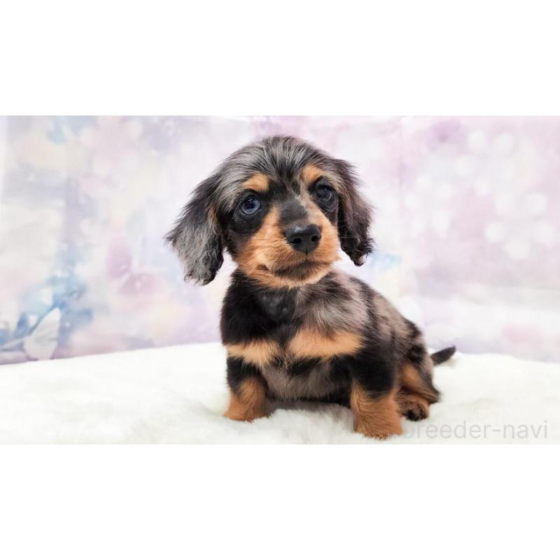 販売中の大阪府のカニンヘンダックスフンド(ロングヘアード)-449883の5枚目