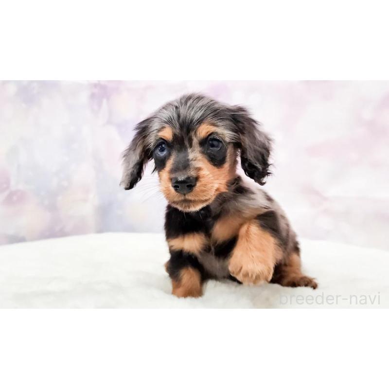 販売中の大阪府のカニンヘンダックスフンド(ロングヘアード)-449883の4枚目