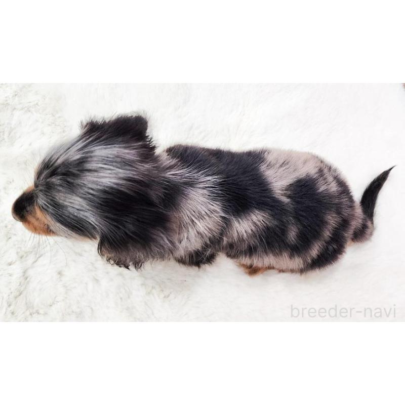 販売中の大阪府のカニンヘンダックスフンド(ロングヘアード)-449883の3枚目