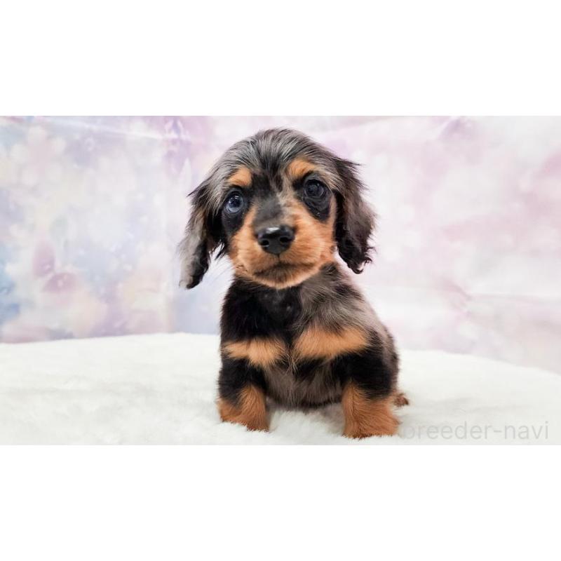 販売中の大阪府のカニンヘンダックスフンド(ロングヘアード)-449883の2枚目