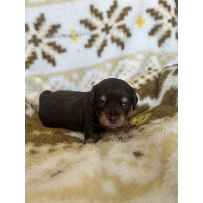 販売中の愛知県のチワックス:チワワ×ミニチュアダックスフンド-449884の5枚目