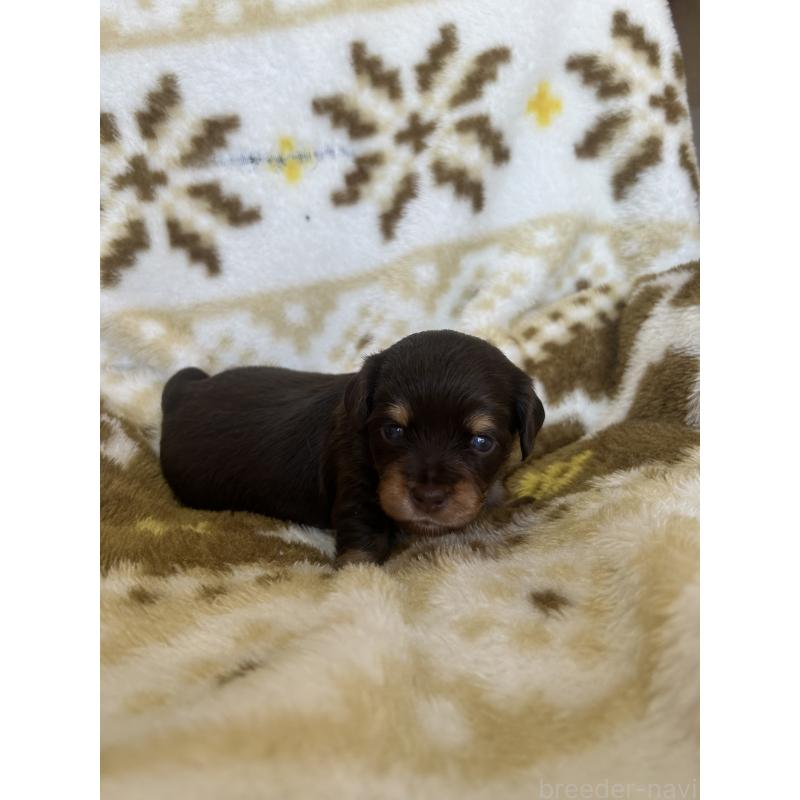 販売中の愛知県のチワックス:チワワ×ミニチュアダックスフンド-449884の4枚目