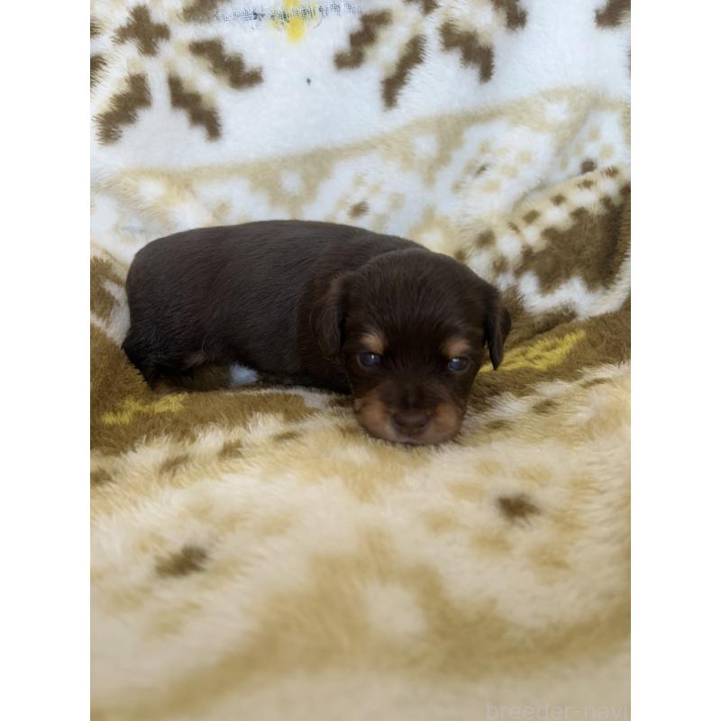 販売中の愛知県のチワックス:チワワ×ミニチュアダックスフンド-449884の3枚目