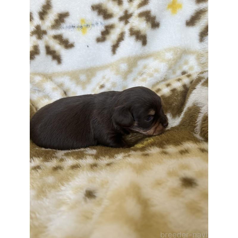 販売中の愛知県のチワックス:チワワ×ミニチュアダックスフンド-449884の2枚目