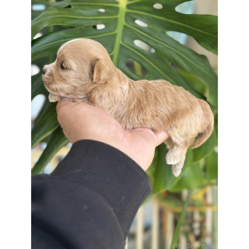 販売中の静岡県のマルプー:マルチーズ×トイプードル-449885の3枚目