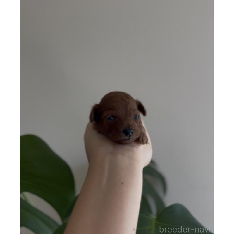 販売中の鹿児島県のトイプードル-449887の3枚目