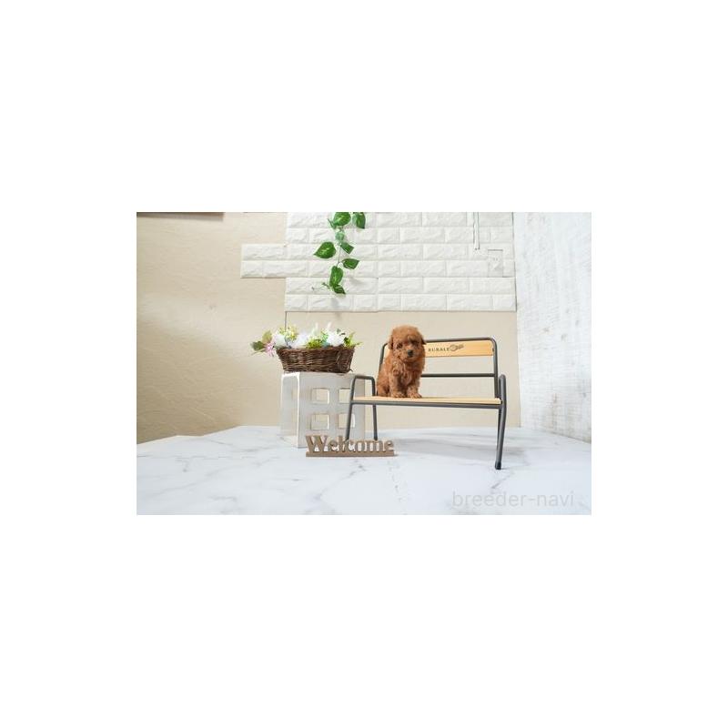 販売中の滋賀県のティーカッププードル-449386の3枚目