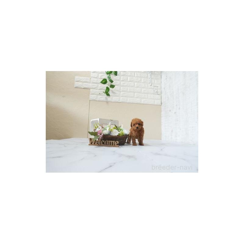 販売中の滋賀県のティーカッププードル-449386の2枚目