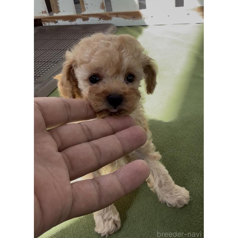 販売中の福岡県のティーカッププードル-449888の4枚目