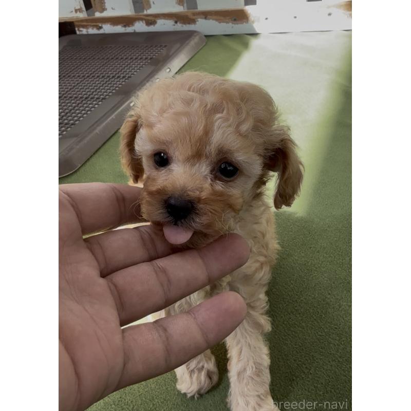 販売中の福岡県のティーカッププードル-449888の3枚目