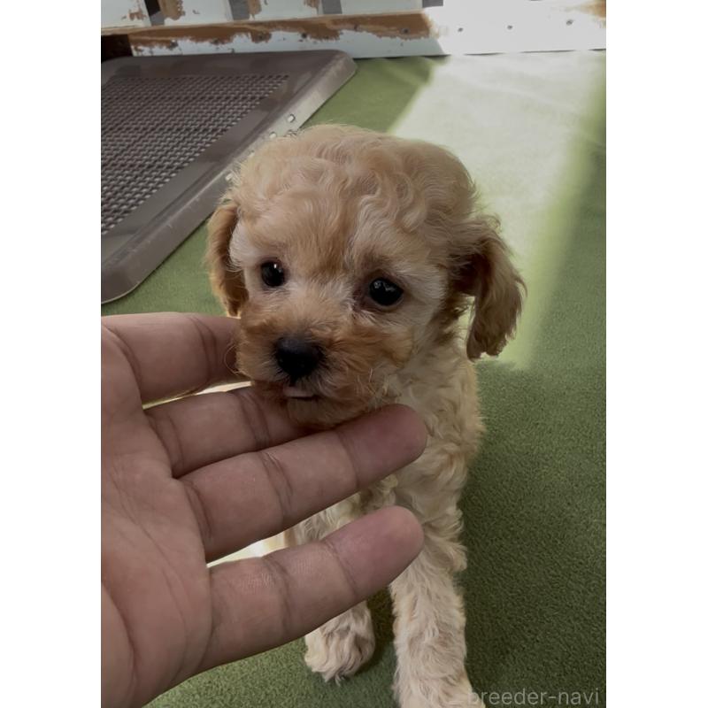 販売中の福岡県のティーカッププードル-449888の2枚目