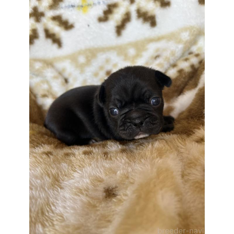 販売中の愛知県のミックス犬-449889の1枚目