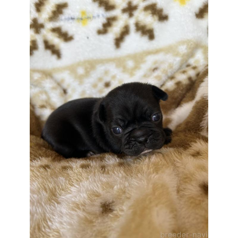 販売中の愛知県のミックス犬-449889の7枚目