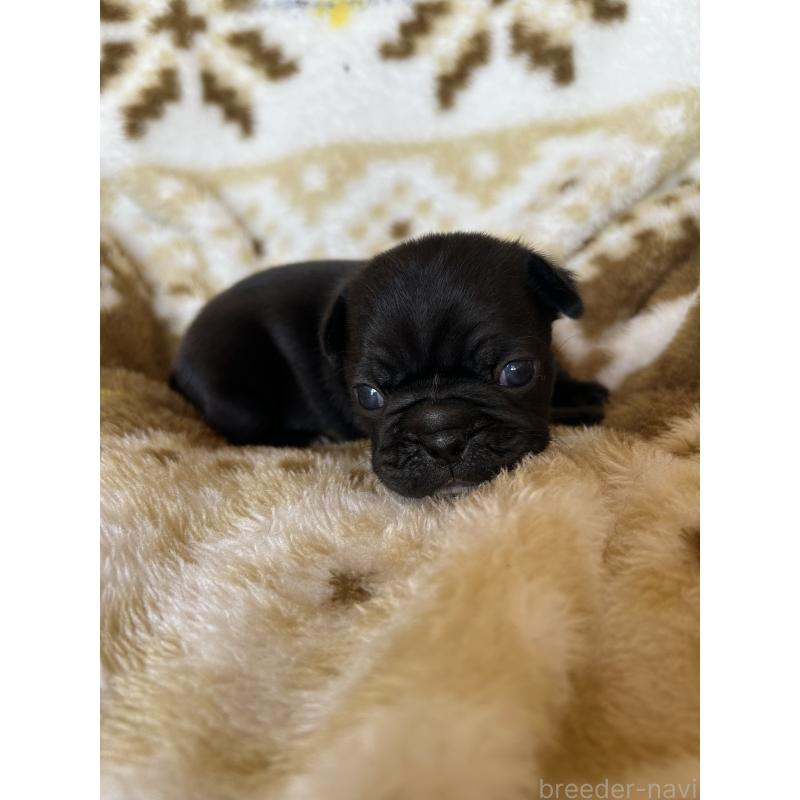 販売中の愛知県のミックス犬-449889の5枚目