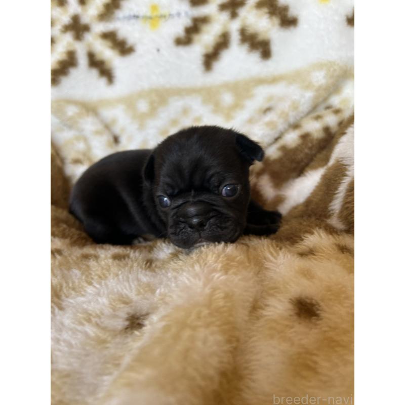 販売中の愛知県のミックス犬-449889の4枚目