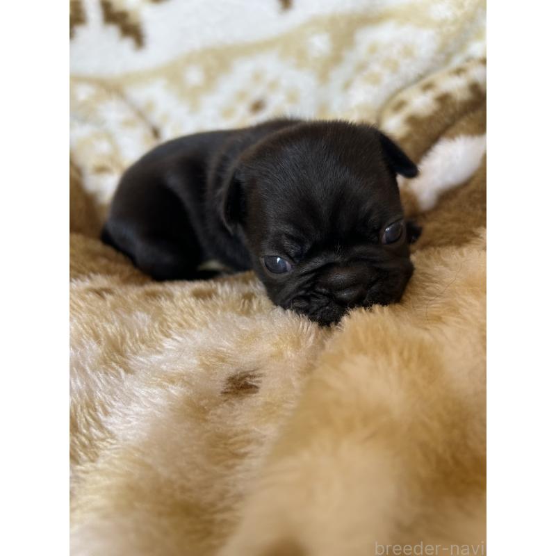 販売中の愛知県のミックス犬-449889の3枚目