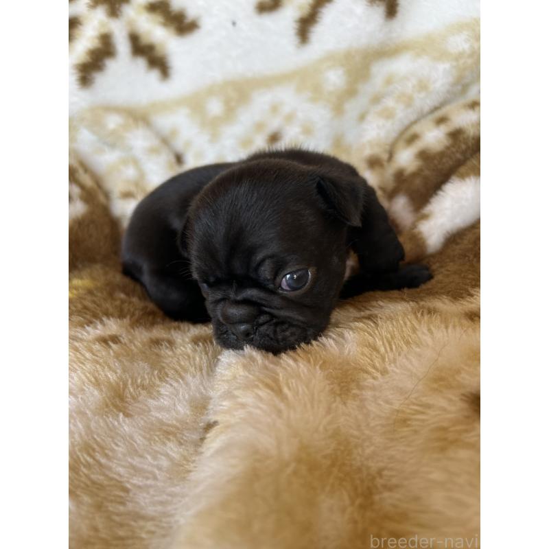 販売中の愛知県のミックス犬-449889の2枚目