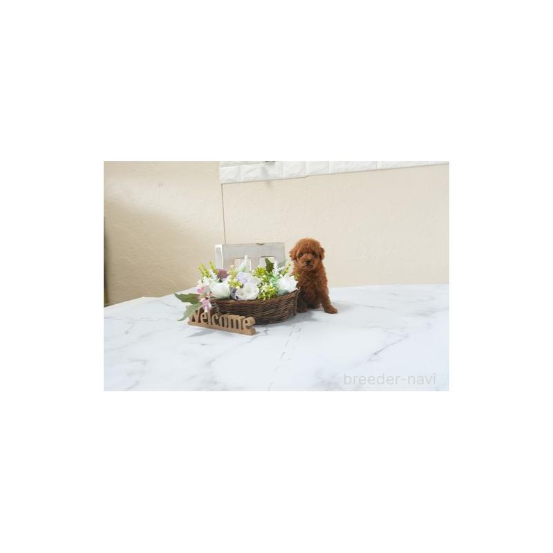 販売中の滋賀県のティーカッププードル-449388の5枚目