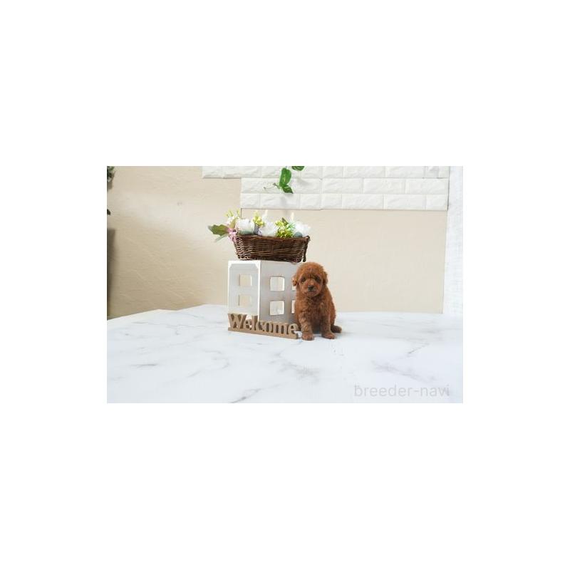 販売中の滋賀県のティーカッププードル-449388の4枚目