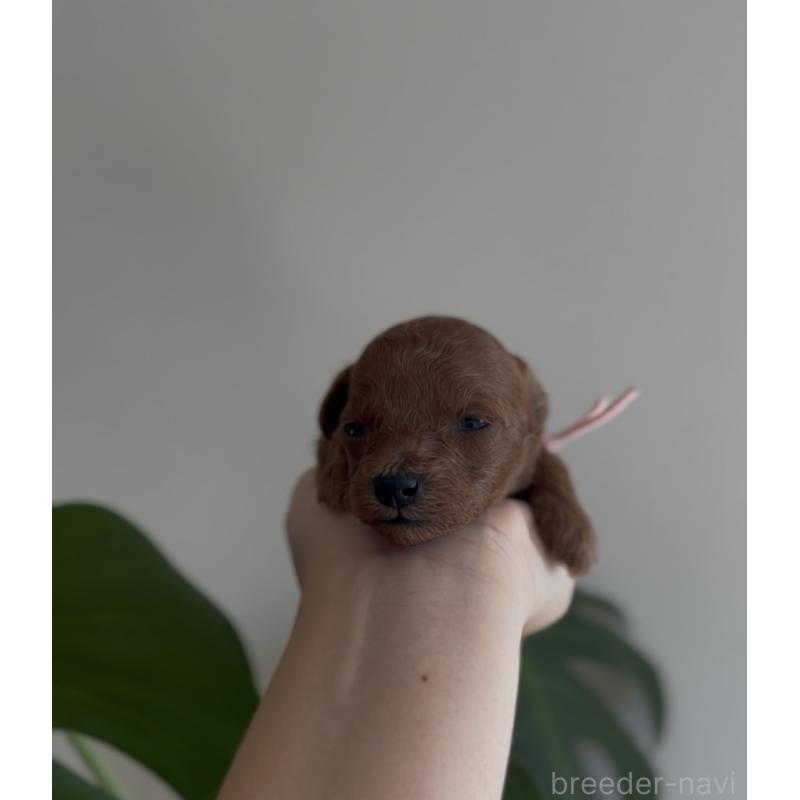 販売中の鹿児島県のトイプードル-449890の3枚目