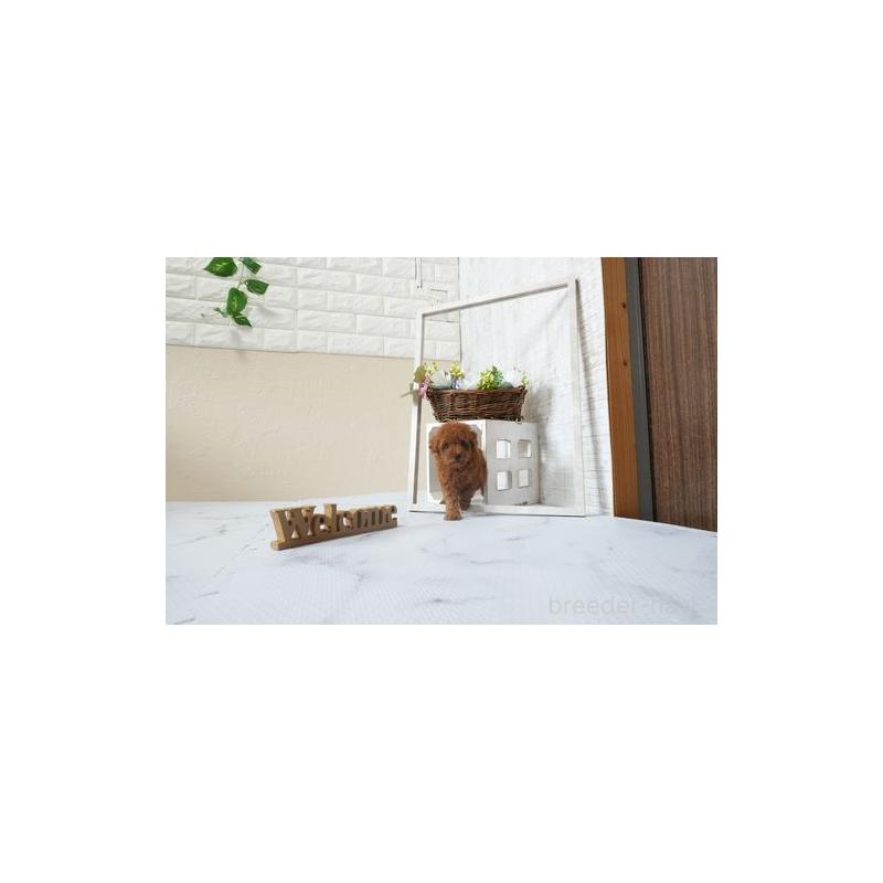 販売中の滋賀県のティーカッププードル-449388の2枚目