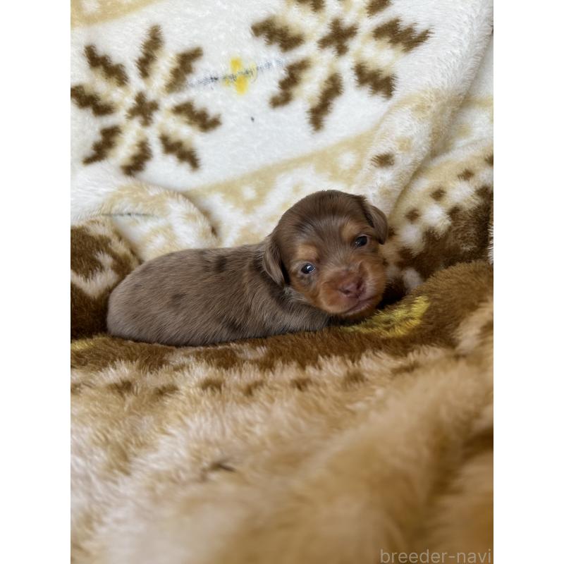 販売中の愛知県のチワックス:チワワ×ミニチュアダックスフンド-449892