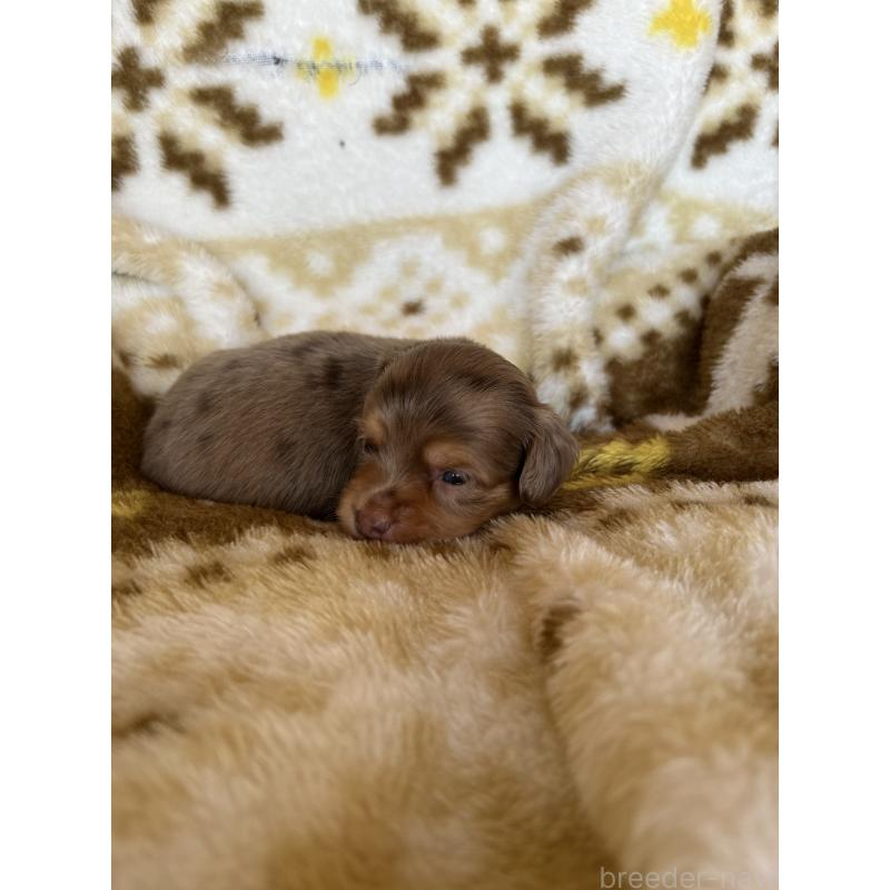 販売中の愛知県のチワックス:チワワ×ミニチュアダックスフンド-449892の3枚目