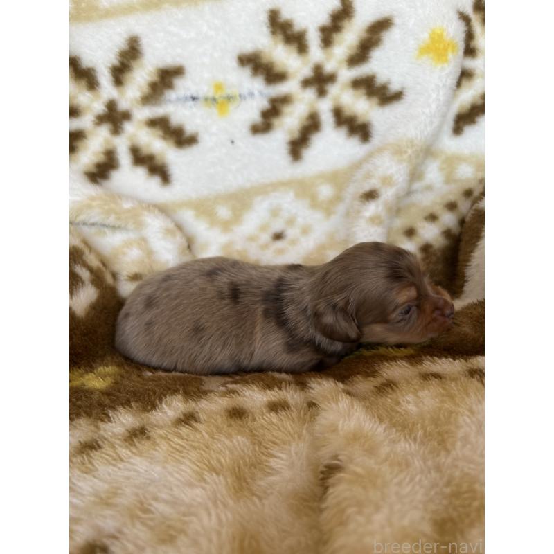 販売中の愛知県のチワックス:チワワ×ミニチュアダックスフンド-449892の2枚目