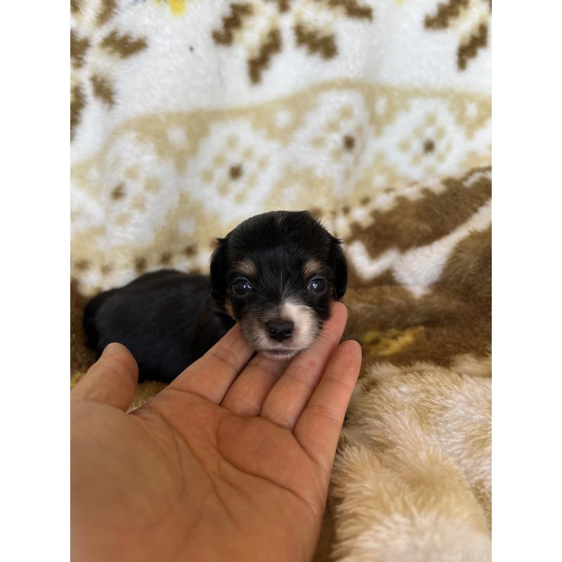 販売中の愛知県のチワックス:チワワ×ミニチュアダックスフンド-449894