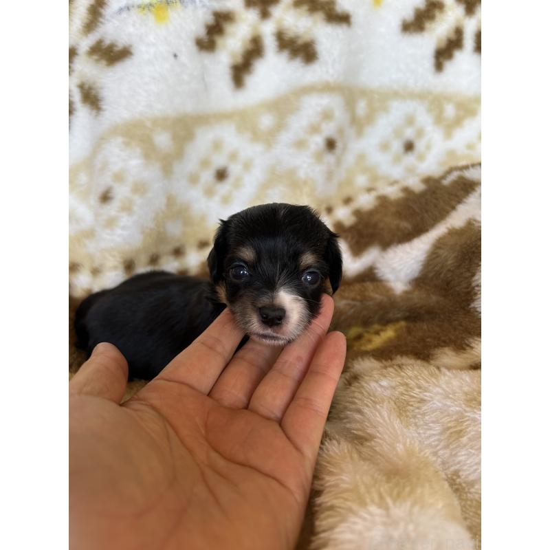 販売中の愛知県のチワックス:チワワ×ミニチュアダックスフンド-449894の7枚目